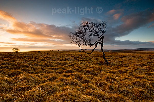 Tree on the Moor - Peak District