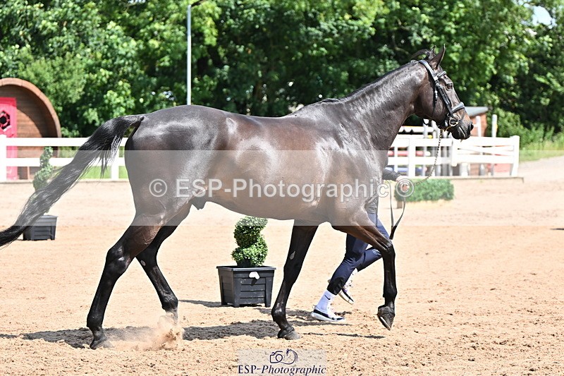240718A-105244-01098 - Trot Up 12pm to 1pm