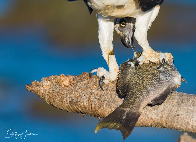 Osprey with Luderick 10