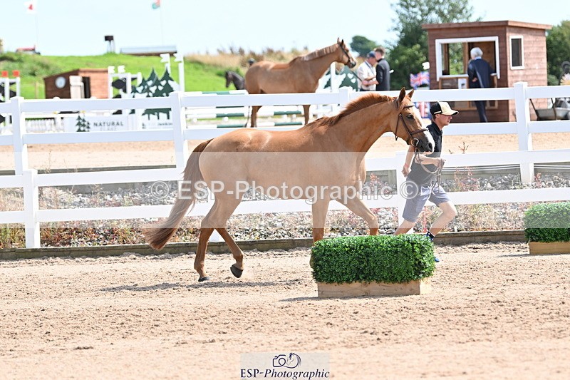 240717A-153316-02876 - Trot Up 3pm to 4pm