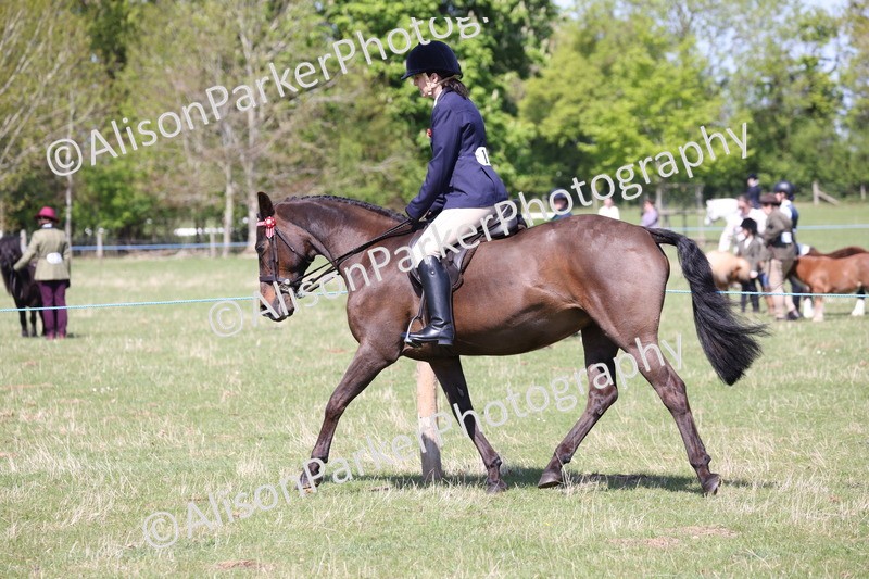 20250427-3201 - Class 33 - Best Pony 14.2hh and Under