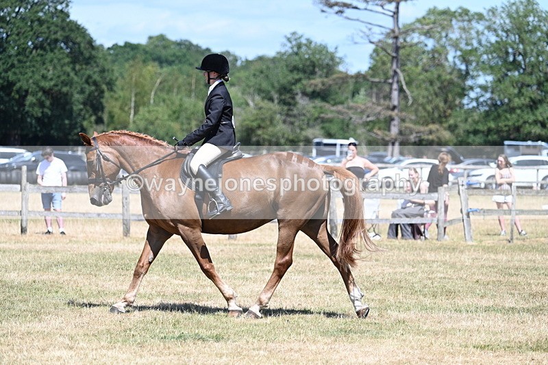 WJ7_3001 - Class 7 Riding Club Show Horse