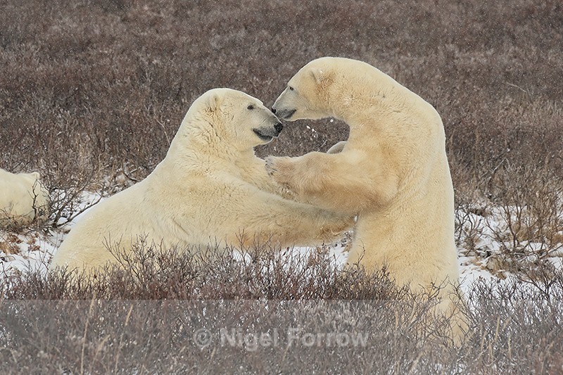 Polar Bears tustle in willow, Churchill, Canada - Polar Bear