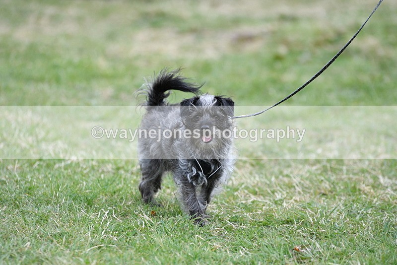 WJ5_9103 - Class 1 Best Cross Breed / Heniz 57