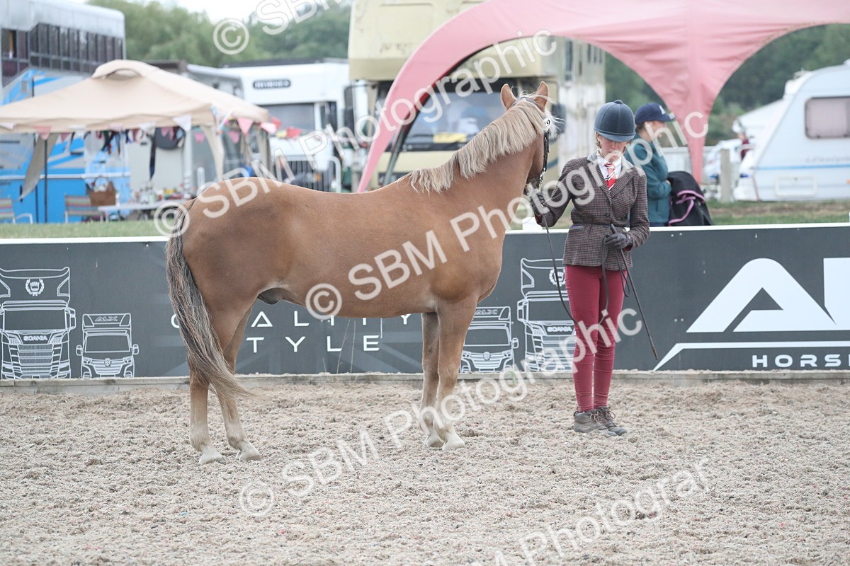 SBM_18375 - Class 318 IH Part bred Horse/Pony