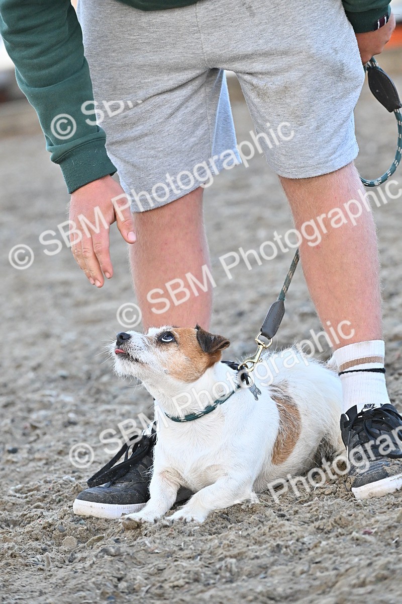 SBM_09571 - Lorry Dogs