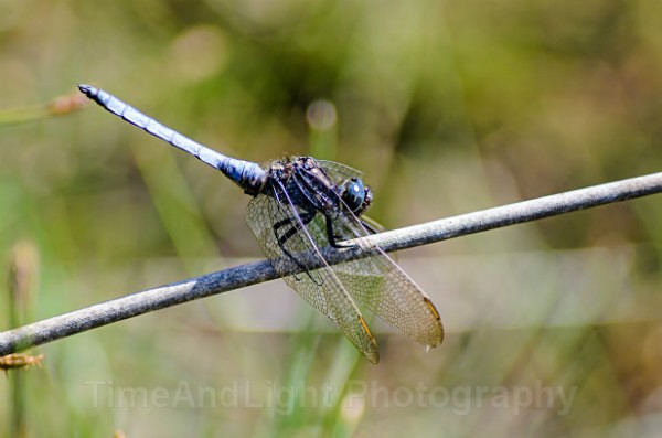 Male Keeled skimmer - Dragonflies & Damselflies