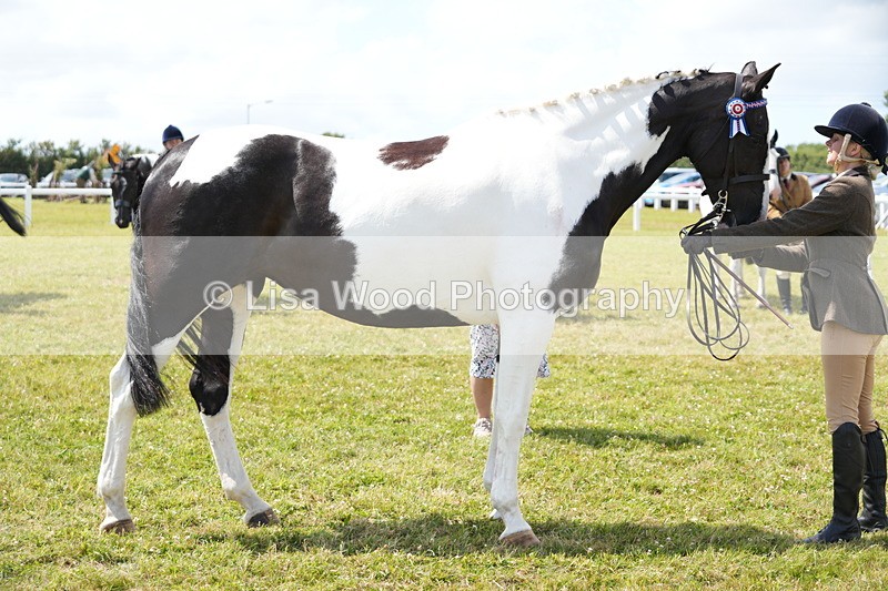 DSC07101 - Class 61: Coloured Horse 4yrs & Over