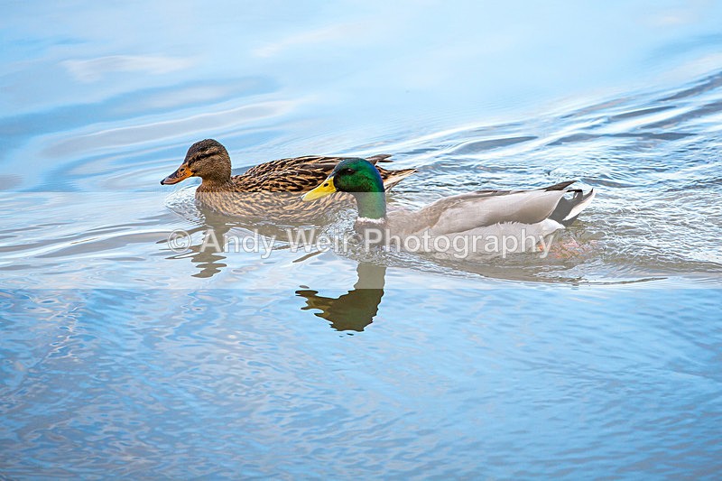 20140301-3K8A9075 - Mallard