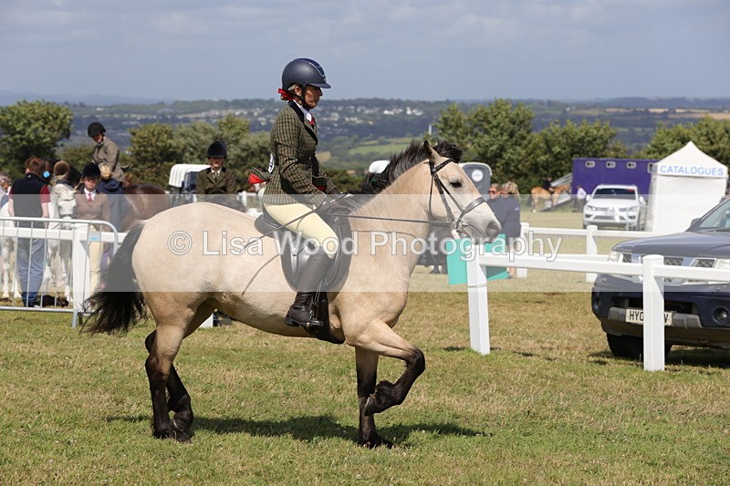1X9A5530 - Class 38: NPS Novice Ridden Small and Large Breeds