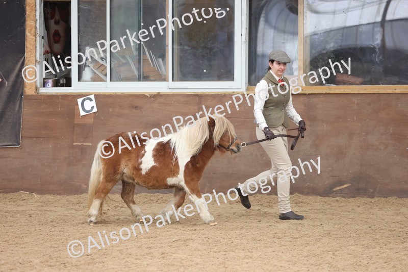 20251109-0300 - Class 13 - Mares 4 Years and Over