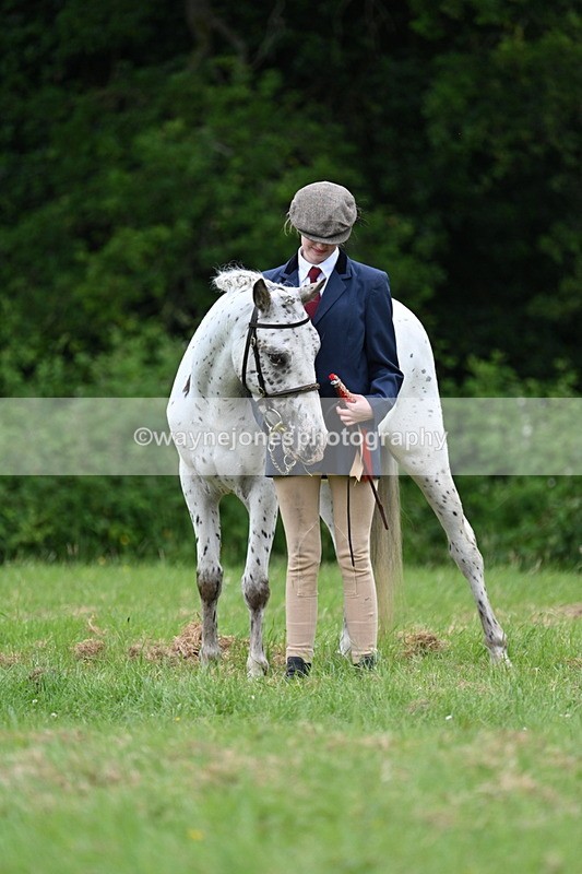WJ7_4559 - Class 14B Prettiest Mare