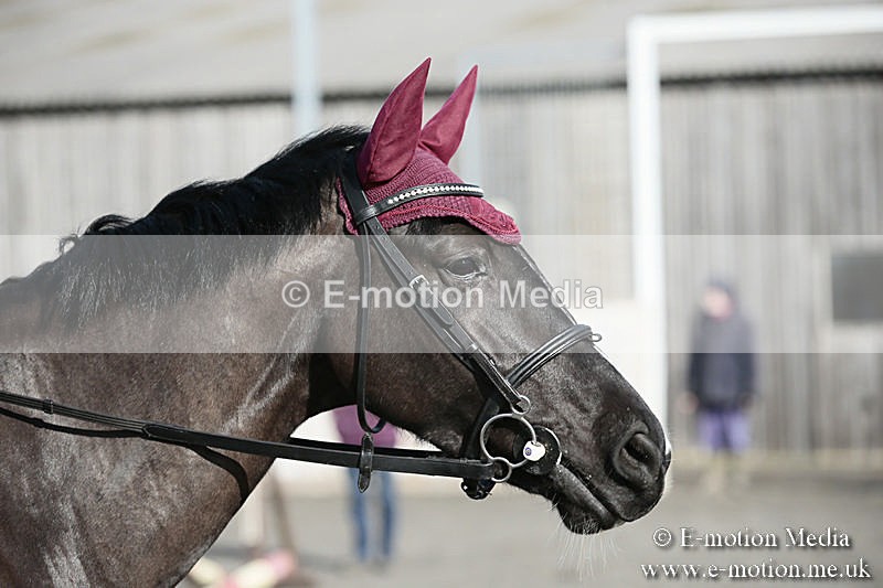 BVRC SJ 170319 14 - Bourne Valley Riding Club Showjumping 17/03/19