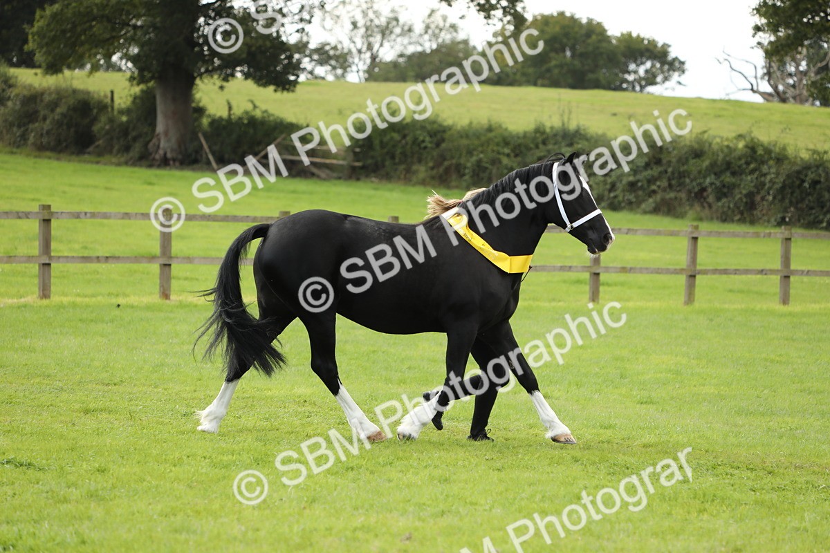 SBM_65560 - S47 - Mountain & Moorland In Hand Large Breeds