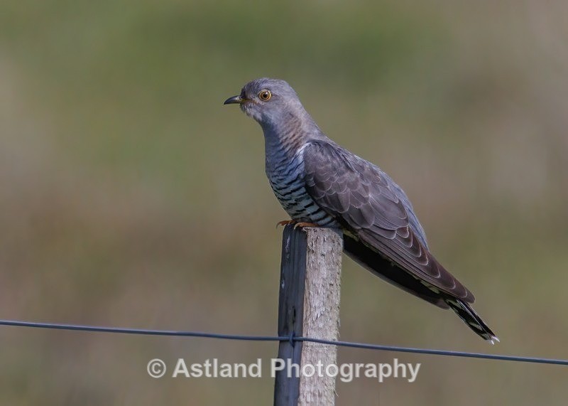 Cuckoo - Latest Images