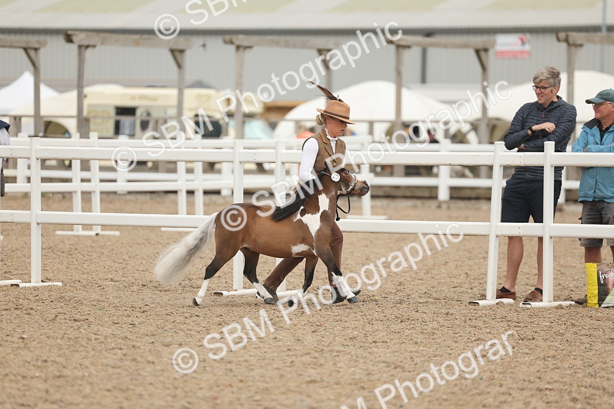 SBM_19229 - Class 317 - IH Pure Bred Horse-Pony