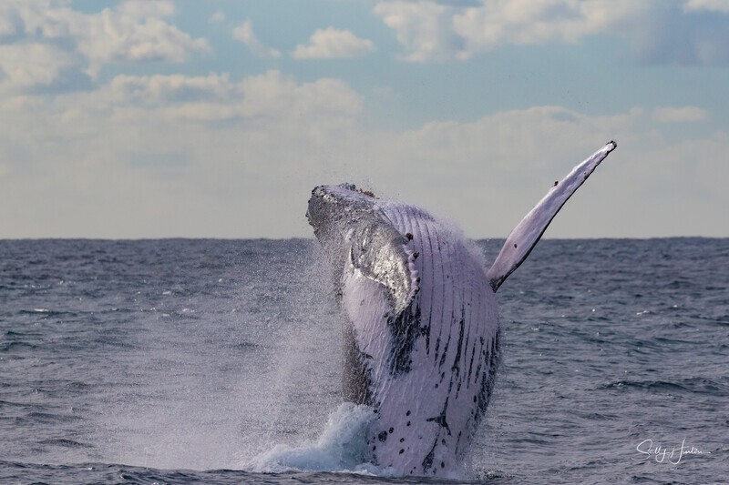 Humpback Ballet 6. 0A3A1329 - 2025 Whales
