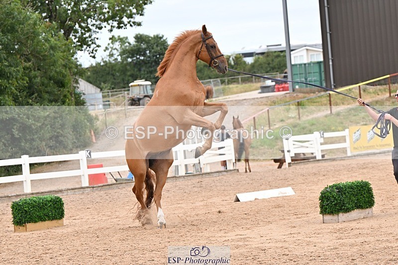 250716-160622-02413 - Trot Up 3.30 to 4.30