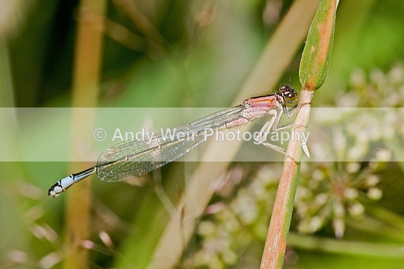 20080712-062 - Dragonflies & Damselflies
