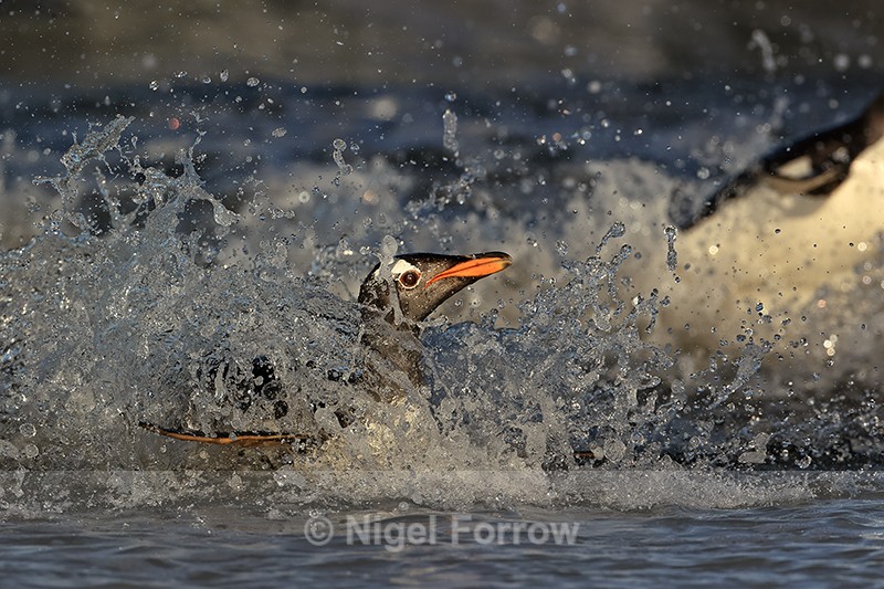 Gentoo Penguin makes evening landing, Sea Lion Island, Falklands - Gentoo Penguin