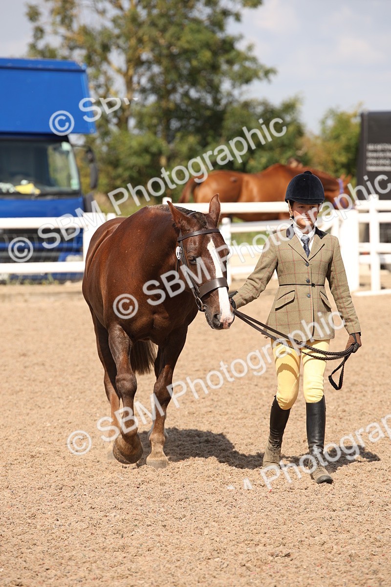 SBM_03388 - Class 18 Handsomest Gelding (IH or Ridden)