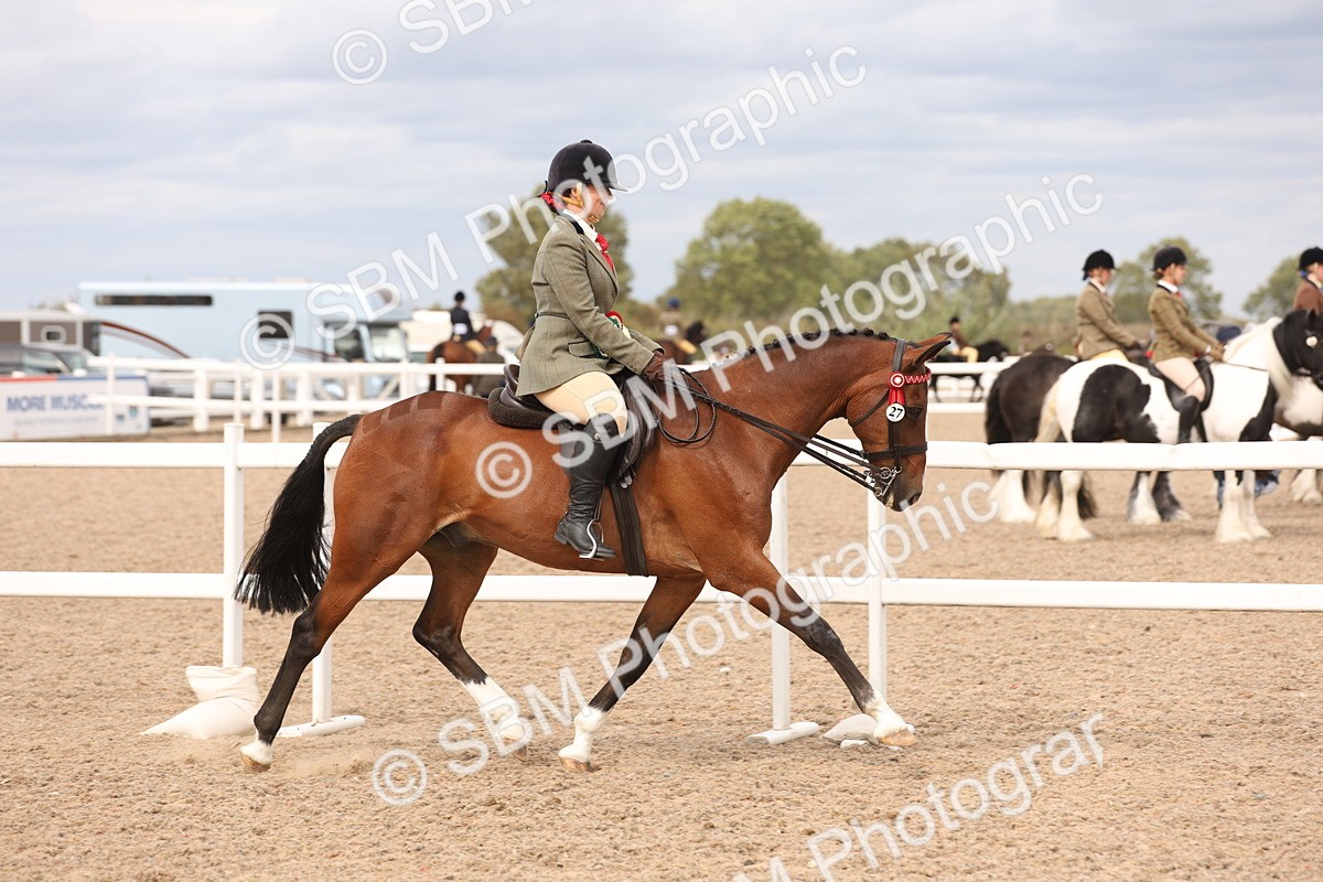 SBM_17385 - Class 214 - Ridden Hack Riding Horse
