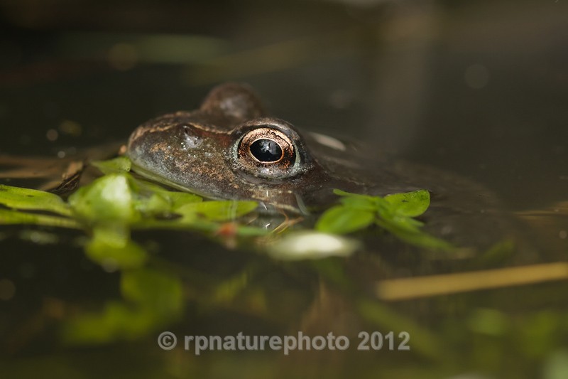 Common Frog - Rana temporaria RPNP0050 - Amphibians & Reptiles