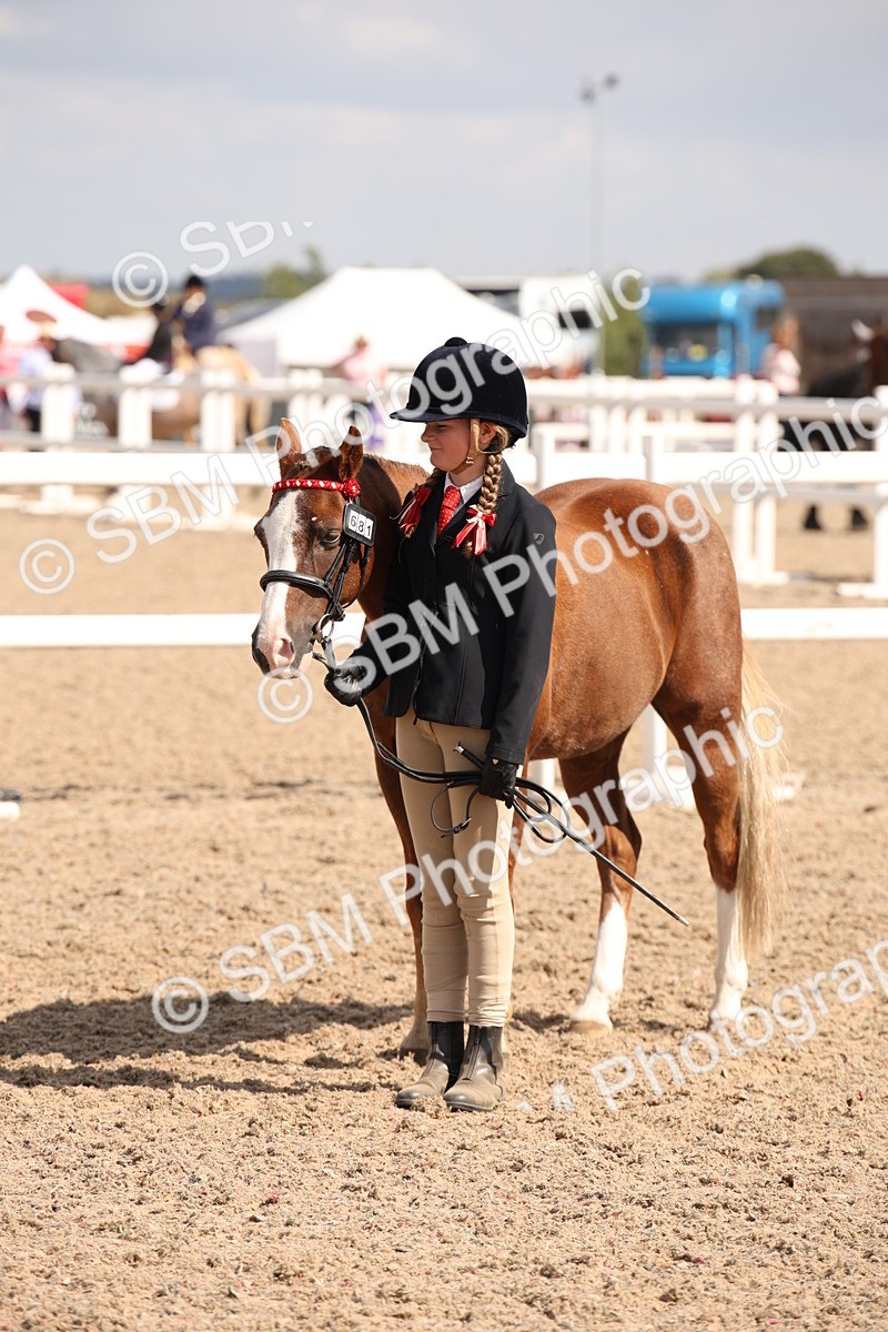 SBM_03419 - Class 18 Handsomest Gelding (IH or Ridden)