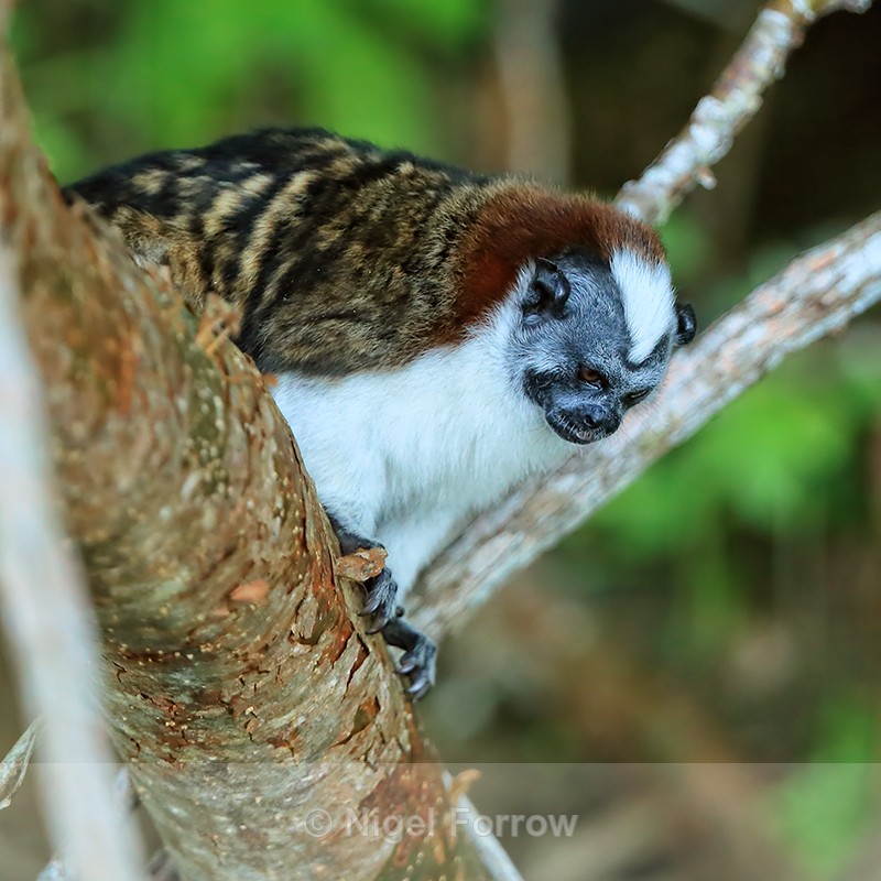 Geoffroy's Tamarin, Rio Chagres, Panama - Monkey