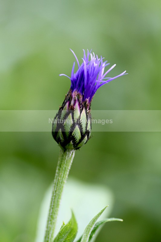  - Flora