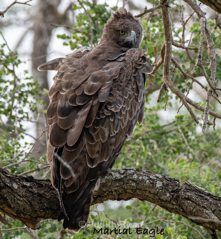  - South Africa Birds and Mammals