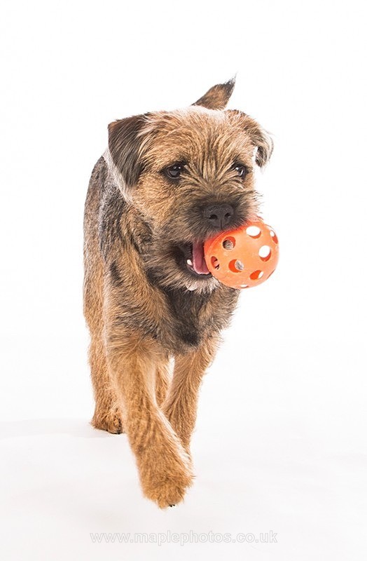 Border Terrier with Ball - Dogs!