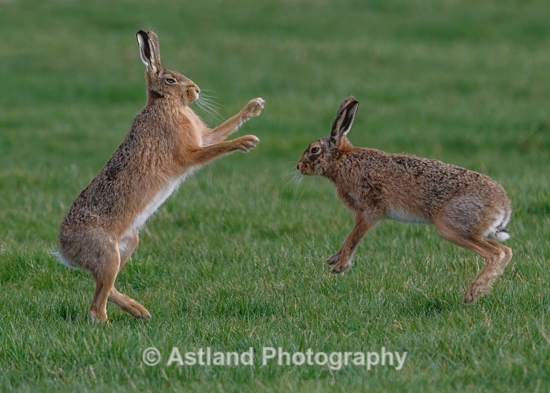 Astland Photography, Bird and Wildlife Images, Susan and Peter Wilson, U.K.