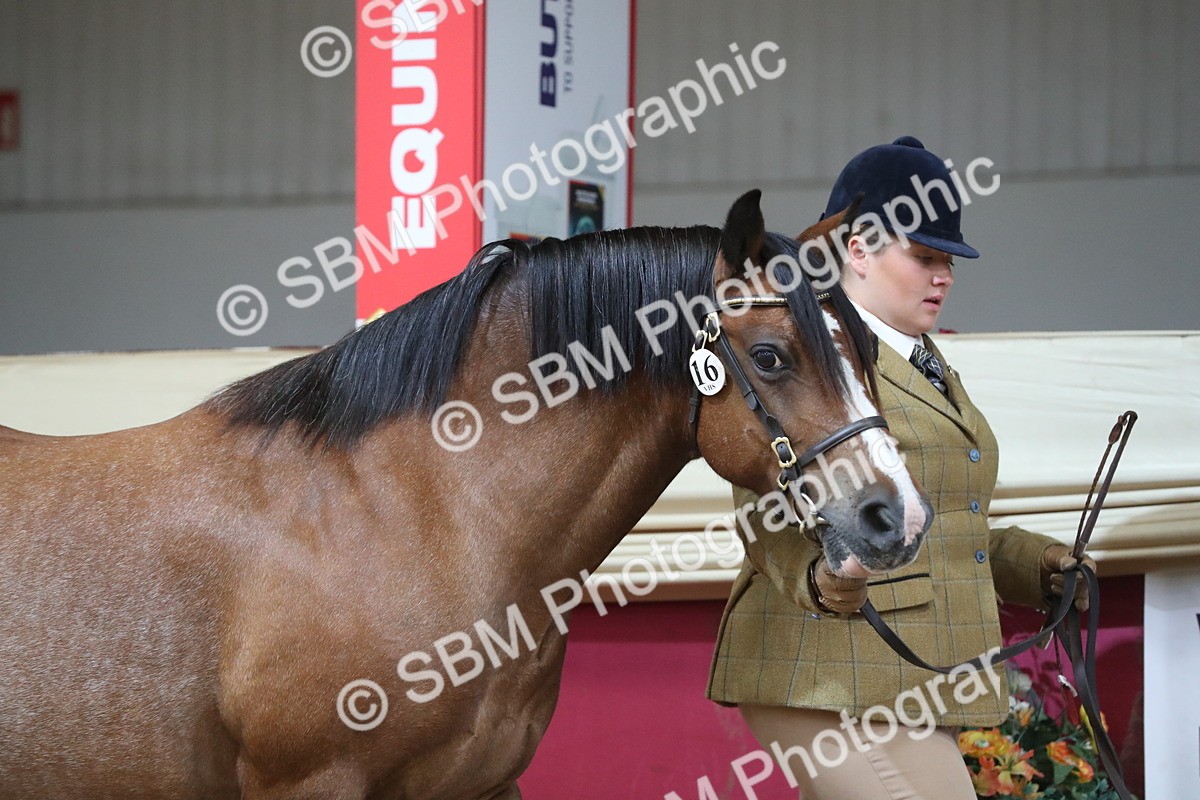 SBM_06212 - Class 9R Regional- IH Pre Vet