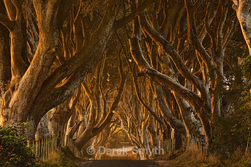 Early Morning At The Dark Hedges