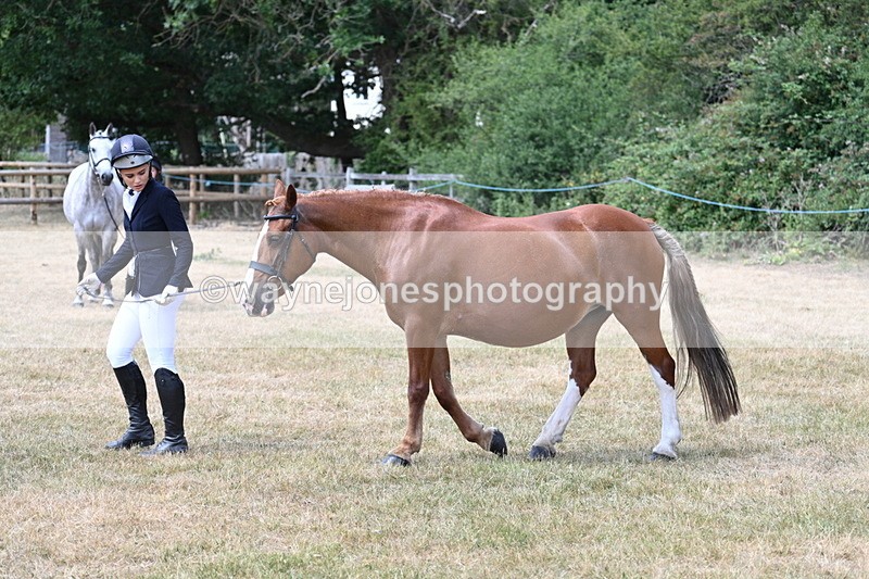 WJ7_1962 - Class 4a Prettiest Mare 14.2hh and over hand