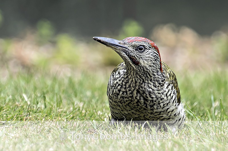 Green Woodpecker (juv) - Birds
