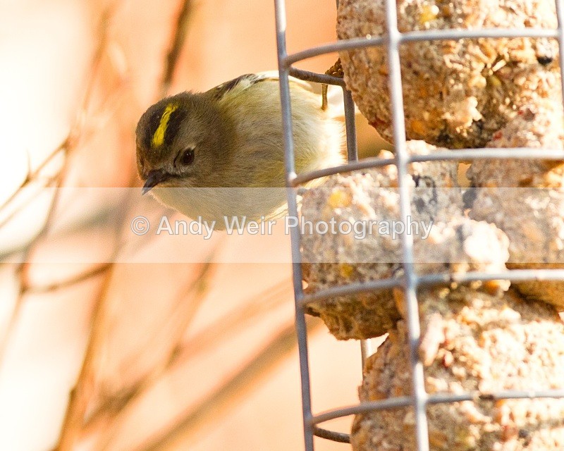 20110308-IMG_1814 - Wren & Goldcrest