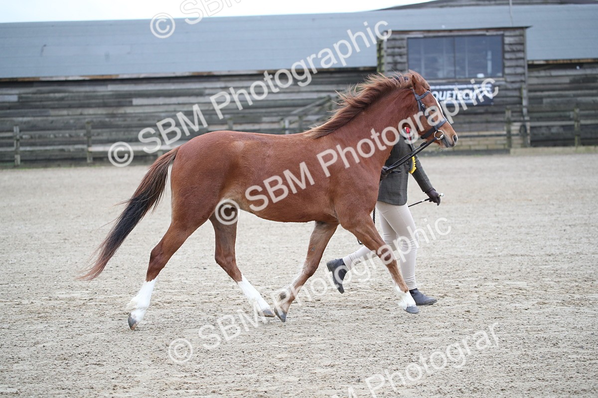 SBM_003961 - Class 1-4 - Young Stock classes Inc. In Hand Championship