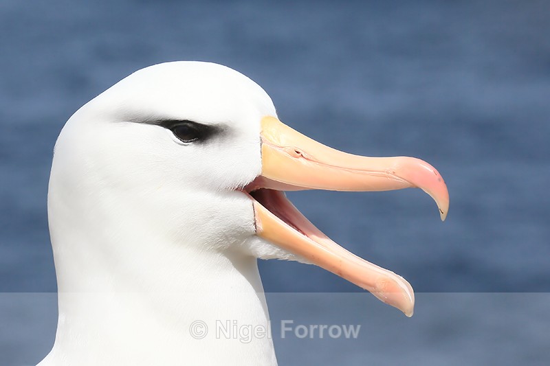Black-browed Albatross open bill close view, West Point Island - Black-browed Albatross