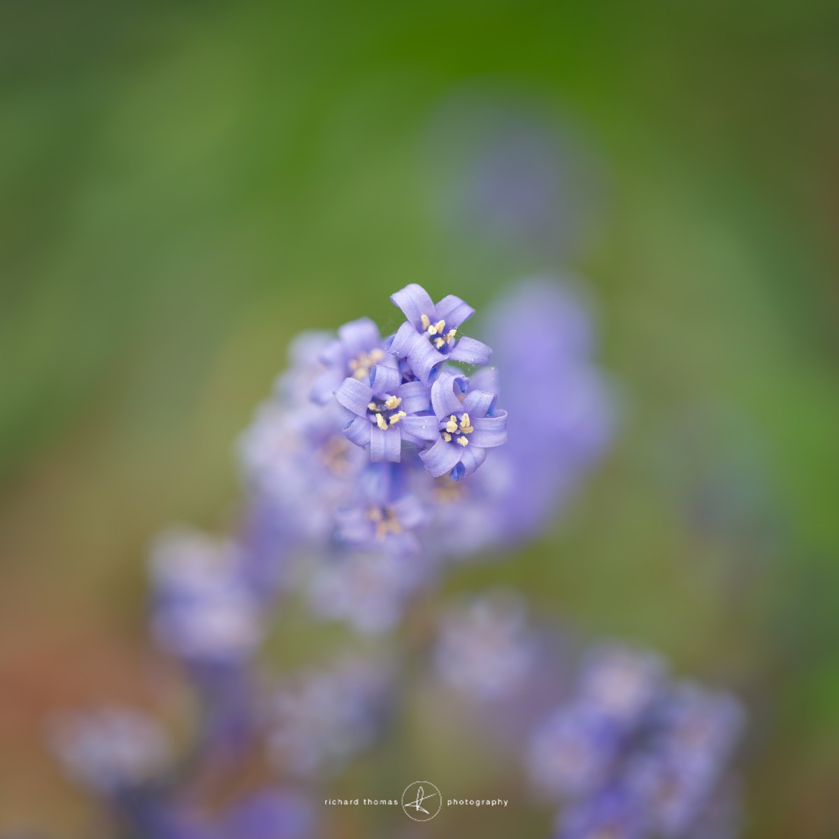 Anthers - BlueWood