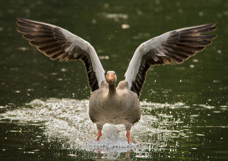 Greylag Goose - Anser anser RPNP0080 - Birds