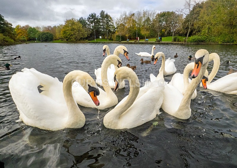 24 - THE SCOTSMAN - READERS GALLERY