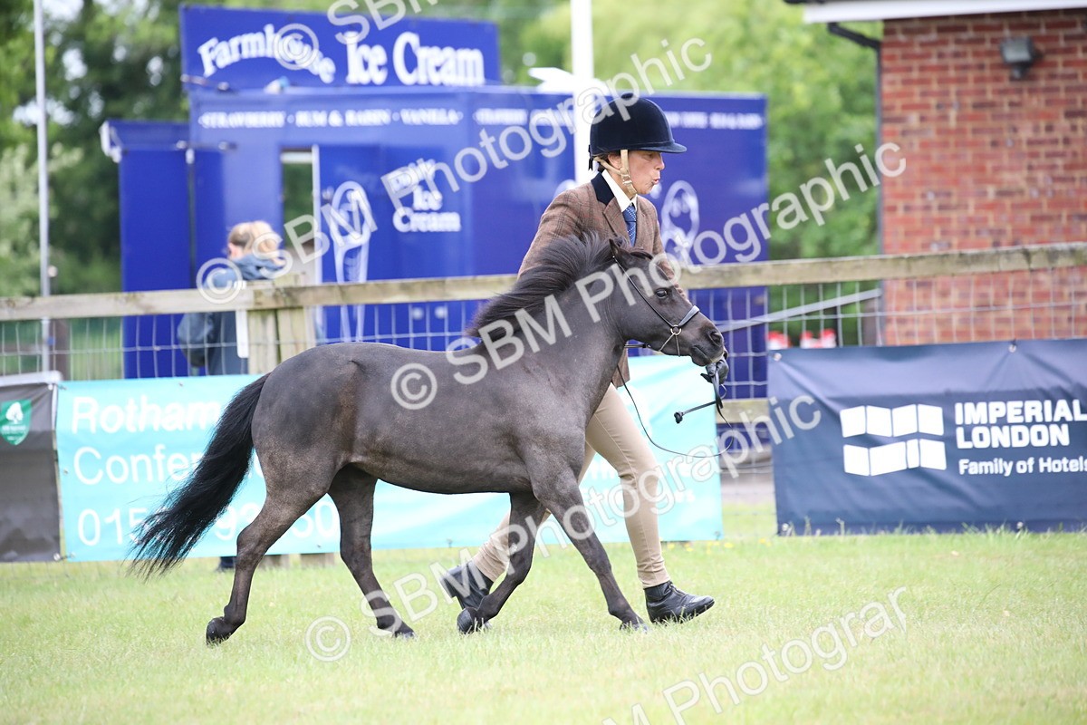 SBM_03878 - Class 23-25 - British Miniature Horse of the Year