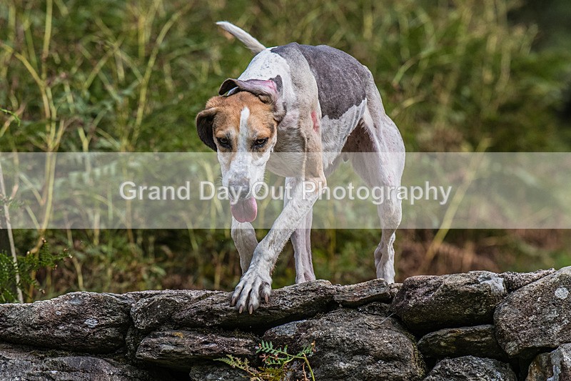 Grasmere Sports-160 - Grasmere Sports Junior & Senior Fell Races Sunday 24th August 2025
