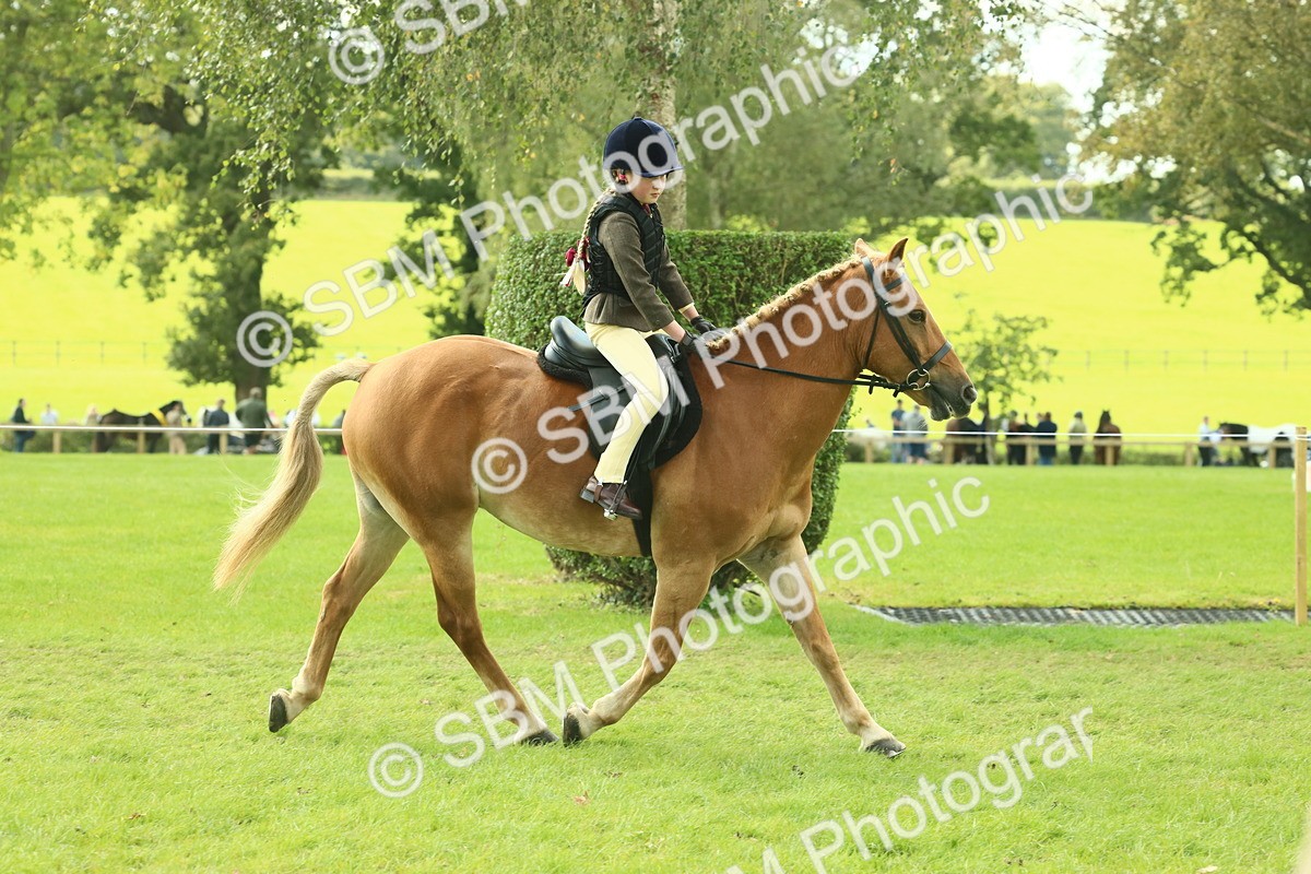 SBM_62497 - S62 - Foreign Breeds Ridden