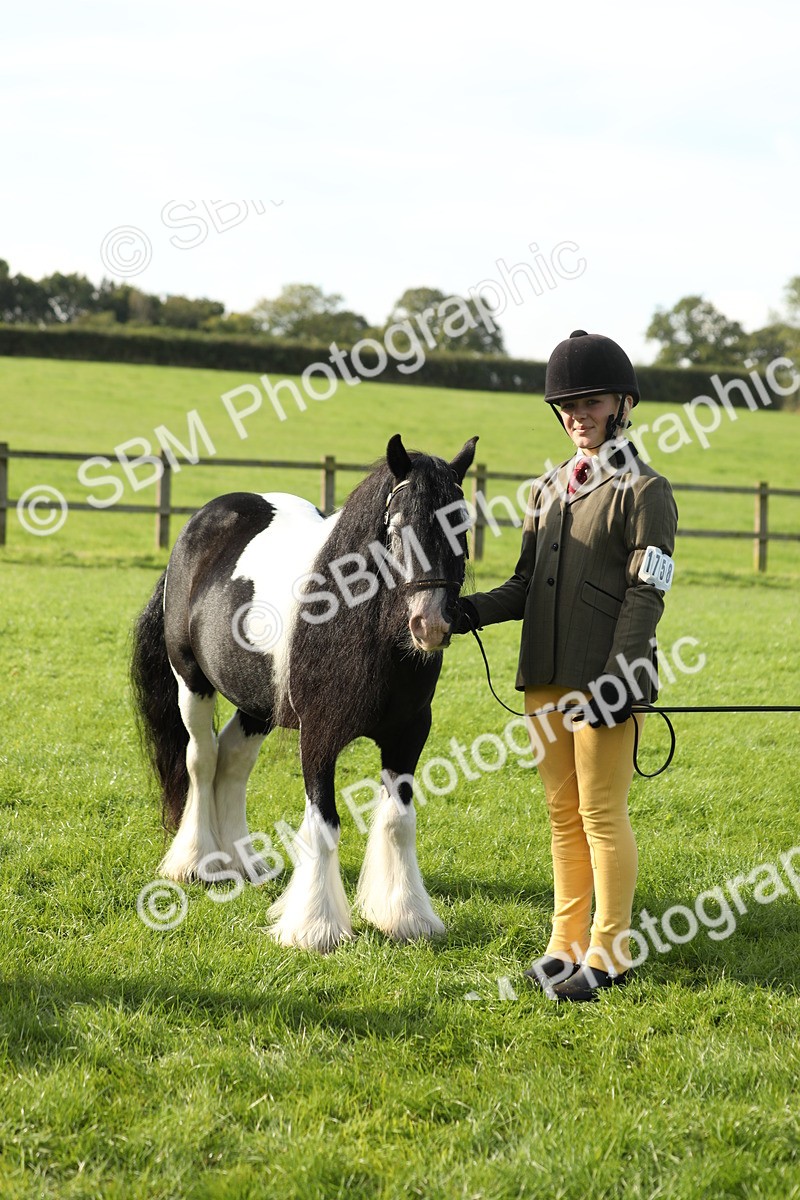 SBM_60966 - S43 - Coloured Pony In Hand