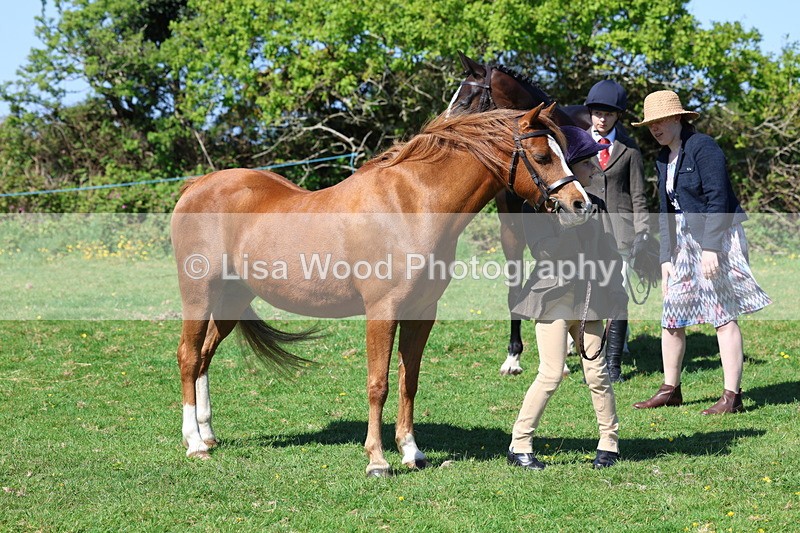 3E7A9807 - Class 17: Young Handler