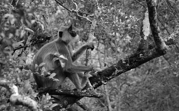  - Sri Lanka wildlife, people & places
