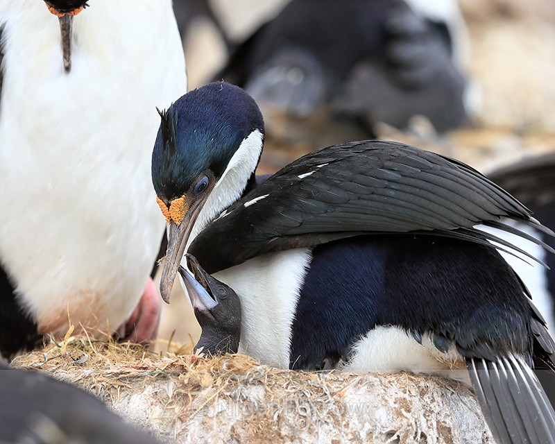 Imperial Shag chick wants food, Cape Bougainville, Falklands - Imperial Shag